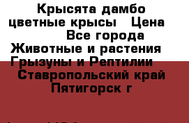 Крысята дамбо цветные крысы › Цена ­ 250 - Все города Животные и растения » Грызуны и Рептилии   . Ставропольский край,Пятигорск г.